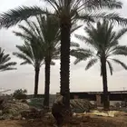 نخل القصيم بجميع انواعه