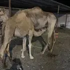 بكره