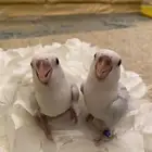فروخ روز رخيصه