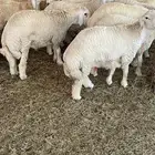 ذبايح حري طليان رخال جدة طريق بريمان