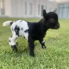 الماعز القزم تيس