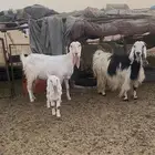 للبيع معزاء طيبه وحده ولد سلم وروم والثانيه مضرع