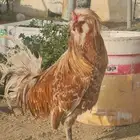 دجاج بولش