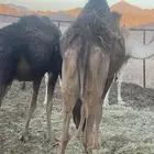 بكره رباعيه للبيع
