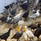 فروج