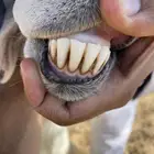 للبيع فحل مشروط ضراب ومالطيه