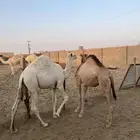 قعود وبكره العمر 9شهور سمين لباني