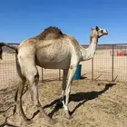 ذلول شكل وسلاله