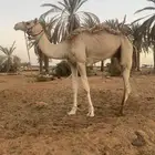 للبيع ركبي شرط
