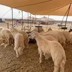 ذبايح حري طليان رخال جدة طريق بريمان يوجد صلخ وتوصيل
