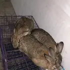 طقم ارانب شنشيلا عملاق (تم البيع)