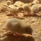 صوص سمان فري تكساس