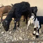 معزا عربيات من معزا الديره شكلها قليل