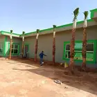 نخيل واشنطونيا زينه للبيع