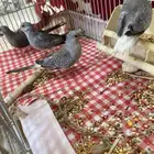 جوزين اماسي هاديات ومنتجات ع كلام راعيهم