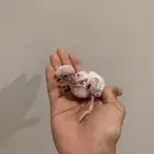 فرخ روز للبيع