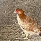 اعرض لكم دجاج باكستاني على السوم