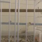 روز البينو انثى