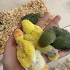 فرخ روز غر