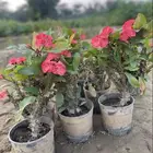 مشاتل التكامل لجميع الازهار والاشجار 0533351329