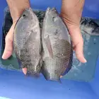 سمك بلطي احجام كبيره