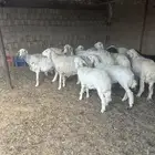 غنم