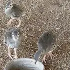 فروخ شنير 5شهور