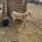 ثلاثه عروض