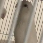 جوز روز البينو مع انتاجه 4 فروخ من اصل 5 بيضات