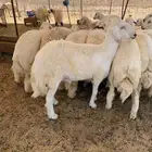 ذبايح حري ذبائح مناسبات طليان ثلاجه يوجد توصيل