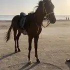 خيل سيسي بوني للاجار