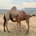 قعدان للبيع