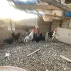 دجاج للبيع الموقع الوجه