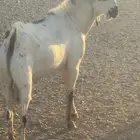 تيوس بيش