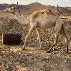 بكره للبيع ثنيه