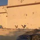 دجاج بلدي للبيع