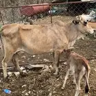 بقره منتوجه