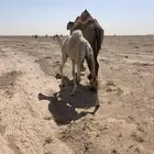 حوار للبيع