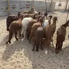 الشميسي البوابه مكه
