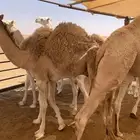 قعود