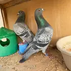 حمام زاجل سباق