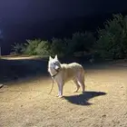 للبيع كلب جيرمن