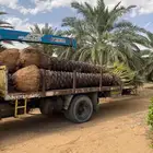 نخل جثايث