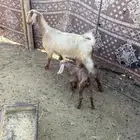 عروض خلفات حريات اشباب طيبه