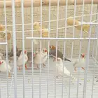 طيور الزيبراء وجوز طيور الحب وجوز ماسي مع طبه