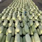 الحبه بريال