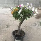 جهنميه او الجميله او المجنونه