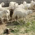 ذبايح مع السلخ والتوصيل في الجنوب