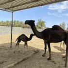 للبيع الناقه طيبه ب الحيل ومن إمراح طيب