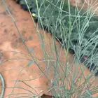 بان عربي اليسر